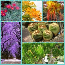 100 semi e una pianta