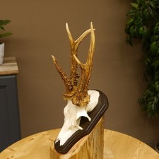 Corna di Cervo Peso 290 G Hl Fino 21,3 CM Capriolo Palchi Scudo Trofeo