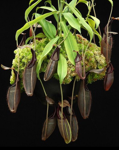 Nepenthes bongso pianta - -,