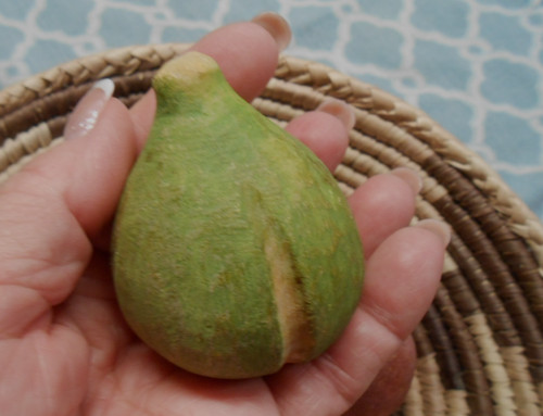 Antica fig frutto - da,