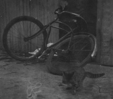 Fotografia 4F Dark Noir vecchia bici bicicletta gatto gattino catturato qualcosa anni 30-40