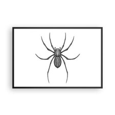 Poster 91x61cm Ragno Insetto