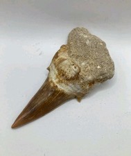 Grande dente di squalo fossile