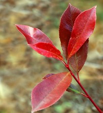 Photinia x fraseri cv. 'red