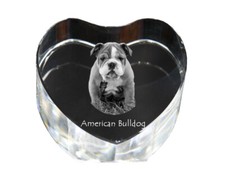 American Bulldog, Americano