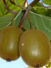 Alberi da frutto Kiwi Femmina
