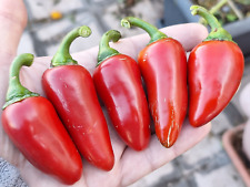 15 semi di peperoncino JALAPENO RED  (+ omaggio ogni 5 acquisti)