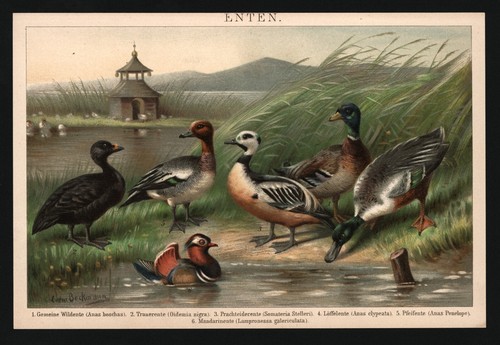 Litografia anno 1896 anatre - 1896,