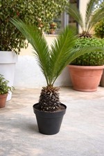 Pianta di CYCAS REVOLUTA in