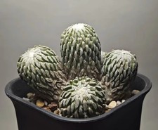 Rara Pelecyphora aselliformis