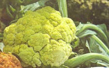 400 SEMI DI CAVOLFIORE " Verde