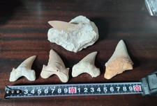 Lotto Denti Squalo Fossili