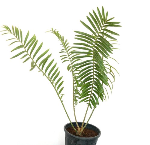Encephalartos sclavoi 5cm - encephalartos,
