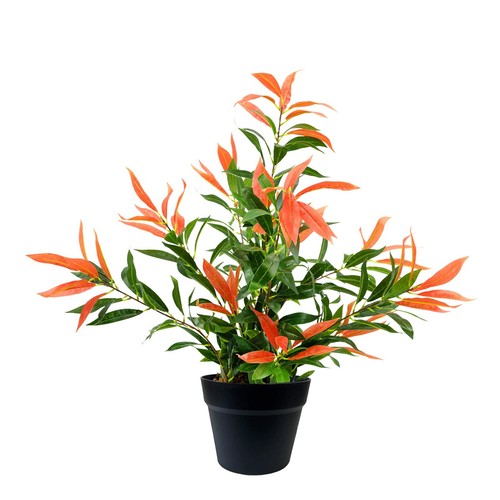 Pianta ficus artificiale - pianta, di