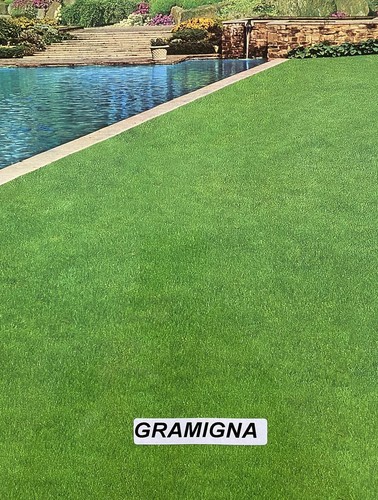 Prato gramigna cynodon - 5,