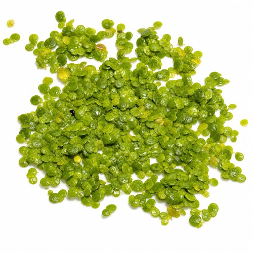 Duckweed - , (lemma