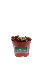 Pianta Carnivora Mangia Insetti piante vere tropicali ornamentali da interno