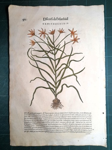 Mattioli matthioli erbario - matthioli, a