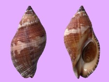 Muricidae, Nassa serta, Bohol, Philippines, 45,2 mm, VERY NICE