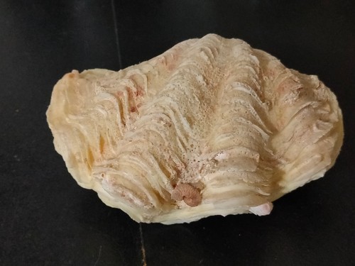 Conchiglia shell tridacna - conchiglia,