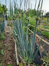 15+ bulbilli di Cipolla