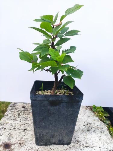 Prebonsaï ciliegio grappoli - ciliegio,
