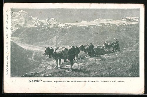 Mucche pascolo montagna - mucche,