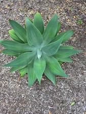 Foxtail agave attenuata inch - foxtail,