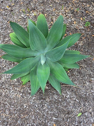 Foxtail agave attenuata - agave, inch