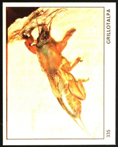 Mondo degli animali - il,