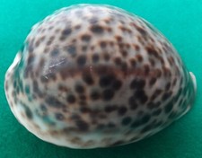 Cypraea tigris pardalis - cypraea,