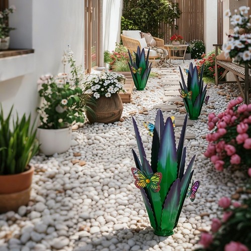 Pianta agave ferro per - pianta,