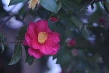 Olympus OM-System E.Zuiko