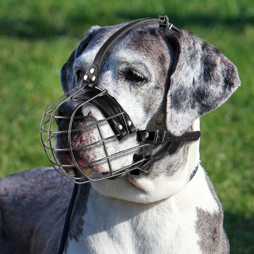Museruola cani metallo cinghie - cani,