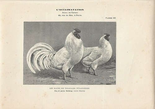 Stampa antica gallo gallina - e,