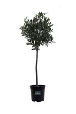 Pianta vera di Alloro Laurus Nobilis Alberello ornamentale da esterno in vaso