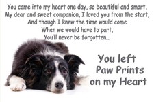 Border Collie  heaven
