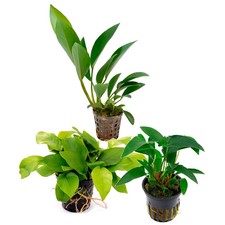 Assortimento Anubias Mix - 3