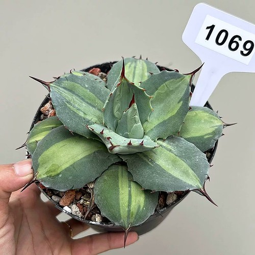Pianta agave succulenta - pianta,