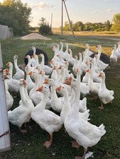 Oca Romagnola  uova