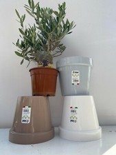PIANTA DI ULIVO BONSAI VASO 15 CM ALTEZZA 20/25 CM + vaso   ( foto reali)