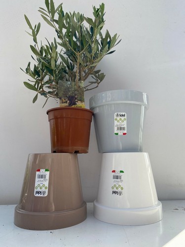 Pianta ulivo bonsai vaso 15 - bonsai,