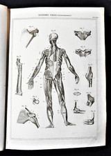 Stampa antica nomenclatura - Medicina Anatomia Umana Fisiologia - Sindesmologia