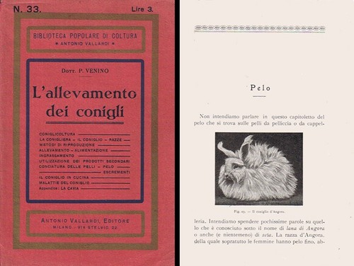 Venino 1936 - venino,