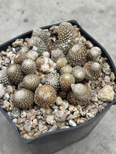 Copiapoa laui monstrose 