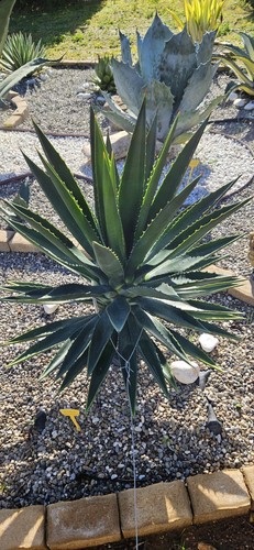 Agave decipiens pianta 20 - pianta, da