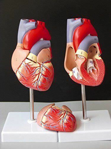Modello anatomico del - , cuore
