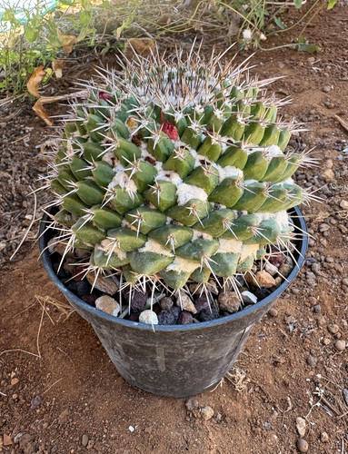 Mammillaria compressa cactus - mammillaria,