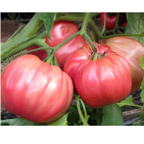 Semi pomodoro sorrento - di,