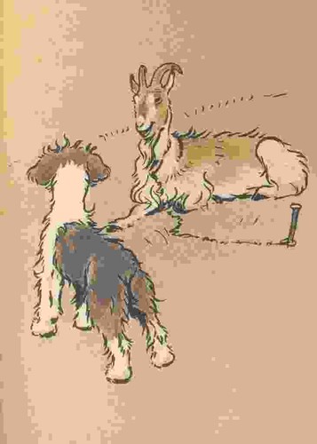 Foto aldin cecil bobtail - a4,